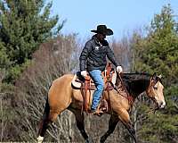 athletic-quarter-horse