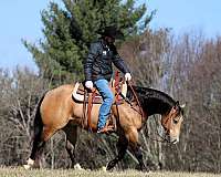 calf-roping-quarter-horse