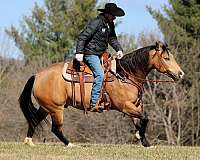 flashy-quarter-horse