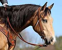 husband-safe-quarter-horse