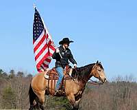 performance-quarter-horse