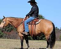 ranch-quarter-horse