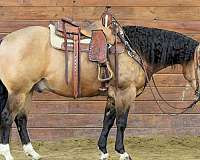 ranch-versatility-quarter-horse