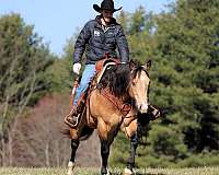 ranch-work-quarter-horse