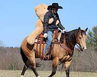 reining-quarter-horse