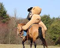 roping-quarter-horse
