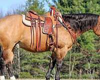 show-quarter-horse