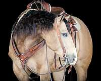 trail-quarter-horse
