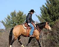 trail-riding-quarter-horse