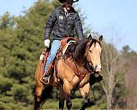 western-riding-quarter-horse