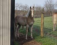 project-stallion-yearling