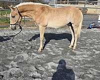 haflinger-colt