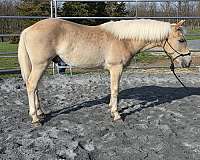 haflinger-horse-for-sale