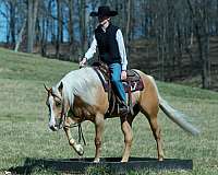 athletic-quarter-horse