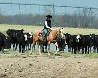 beginner-quarter-horse