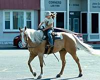 flashy-quarter-horse