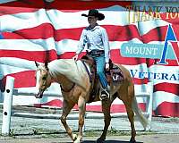 kid-safe-quarter-horse