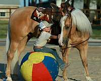performance-quarter-horse