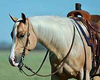 ranch-quarter-horse