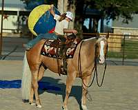 ranch-versatility-quarter-horse
