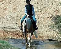 ranch-work-quarter-horse