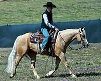 roping-quarter-horse