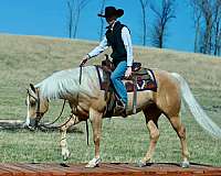 show-quarter-horse