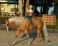 trail-quarter-horse