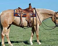 trail-riding-quarter-horse