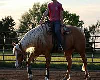 western-riding-quarter-horse