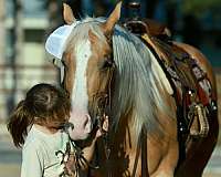 working-cattle-quarter-horse