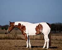 calf-roping-paint-horse