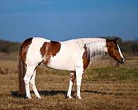 flashy-paint-horse