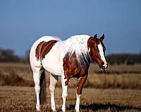 husband-safe-paint-horse
