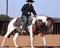 performance-paint-horse