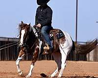 ranch-paint-horse