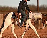 ranch-versatility-paint-horse