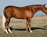 athletic-quarter-pony