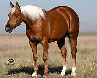 flashy-quarter-pony