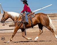 jumping-quarter-pony