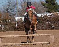 ranch-quarter-pony