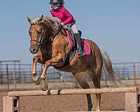 ranch-versatility-quarter-pony