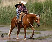 ranch-work-quarter-pony