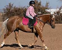 reining-quarter-pony