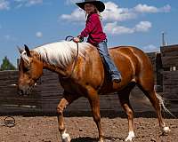 ridden-english-quarter-pony