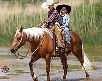 roping-quarter-pony