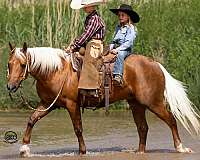 show-quarter-pony