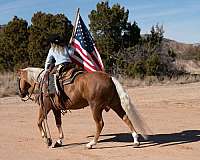 trail-riding-quarter-pony