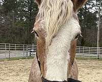 16-hand-belgian-gelding