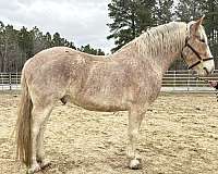 red-roan-gelding-for-sale